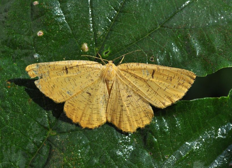 Angerona prunaria maschio