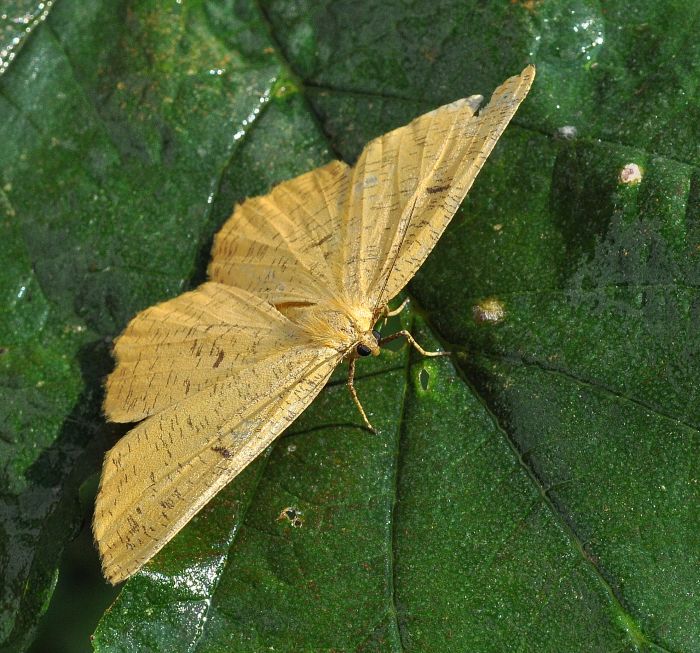 Angerona prunaria maschio