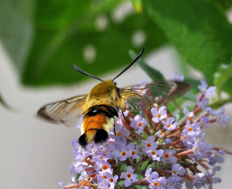 Hemaris fuciformis