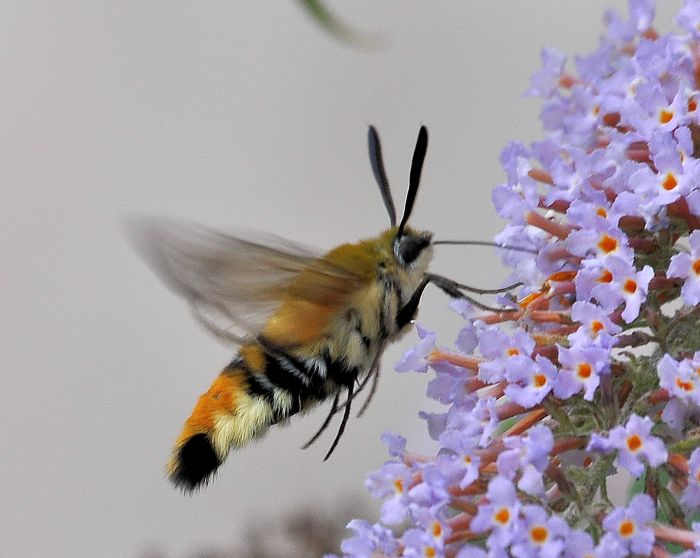 Hemaris fuciformis