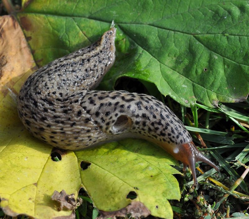 Limax dal maximus-gruppo da Pogno