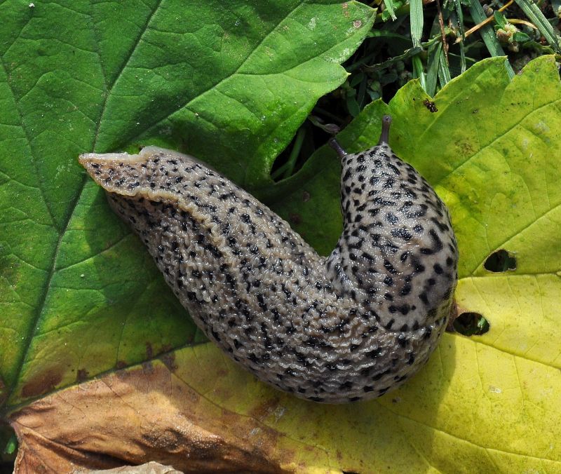 Limax dal maximus-gruppo da Pogno