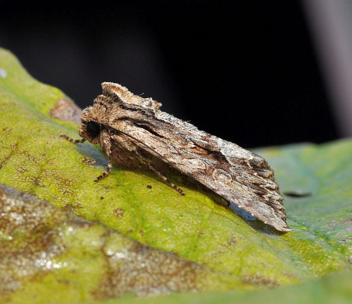 Lacanobia w-latinum  (Noctuidae)