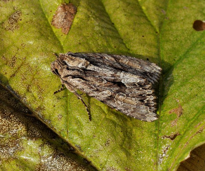 Lacanobia w-latinum  (Noctuidae)