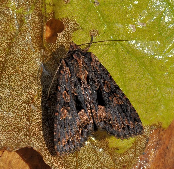 Mniotype (Hadena) adusta o satura?    Mniotype satura (Noctuidae)