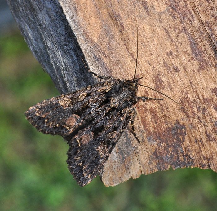 Mniotype (Hadena) adusta o satura?    Mniotype satura (Noctuidae)