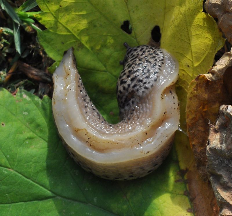 Limax dal maximus-gruppo da Pogno