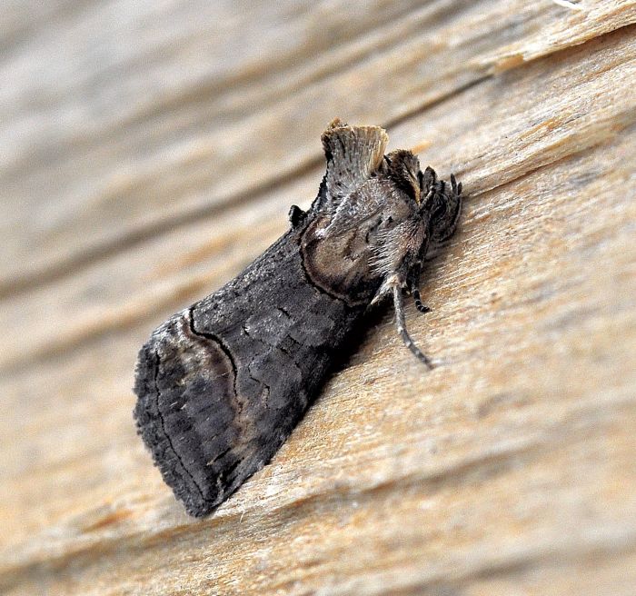 due plusiinae da Pogno, Abrostola triplasia e A. asclepidalis