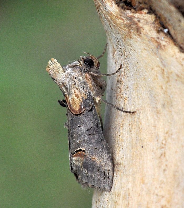 due plusiinae da Pogno, Abrostola triplasia e A. asclepidalis