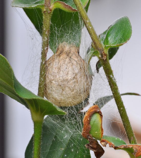 ovisacco di Argiope bruennichi - Pogno (NO)