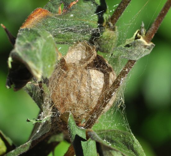 ovisacco di Argiope bruennichi - Pogno (NO)