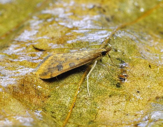 Udea ferugalis, Crambidae? S