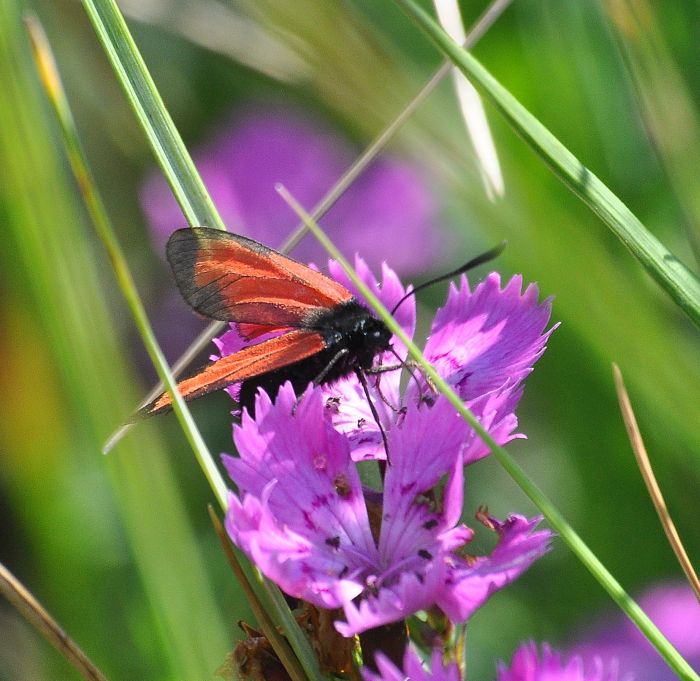 Zygaena purpuralis?  S !