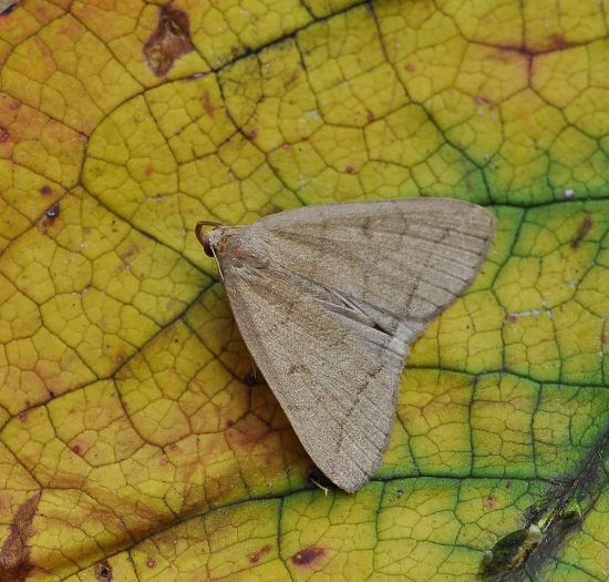 Zanclognatha lunalis o tarsipenalis ? Herminia tarsipennalis