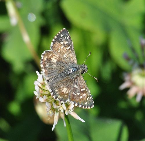 Pyrgus malvoides  (Hesperidae) ? No, Pyrgus armoricanus, maschio