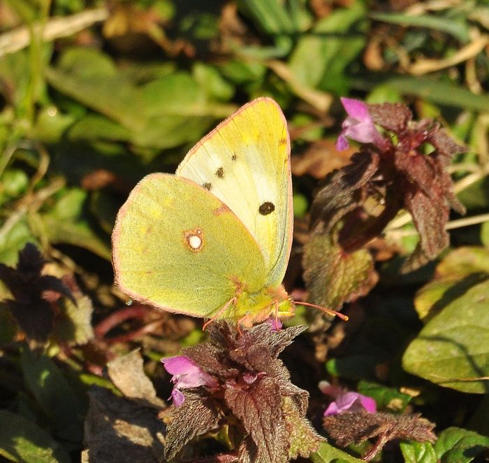 Colias alfacariensis o crocea?  Colias crocea