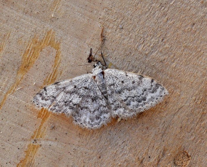 Geometridae: Scopula marginepunctata