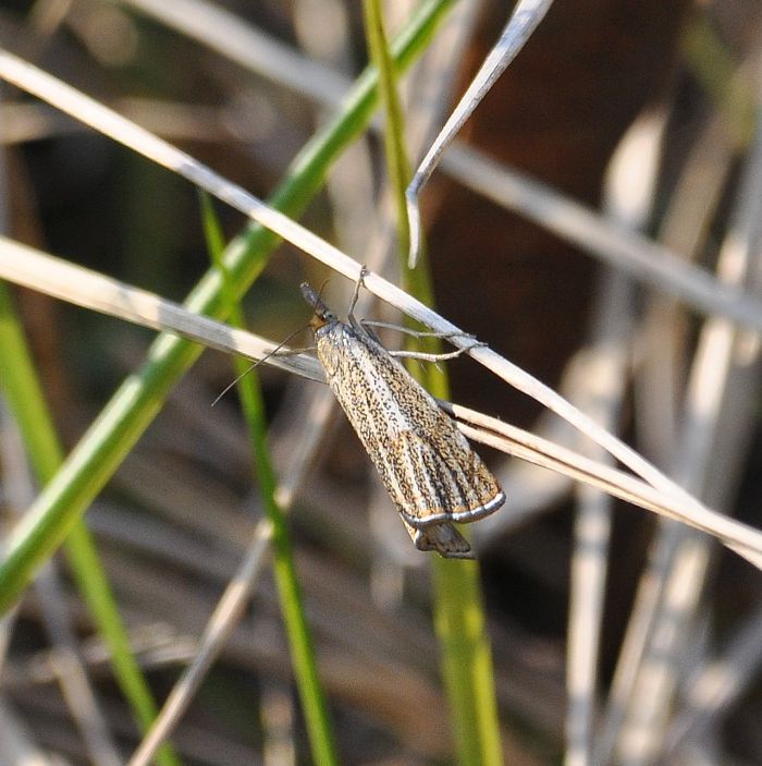 Crambidae:  Thisanotia chrysonuchella