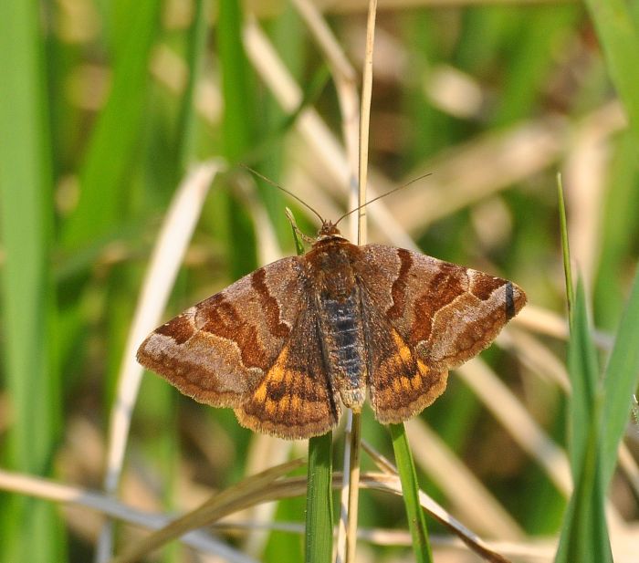 Euclidia glyphica