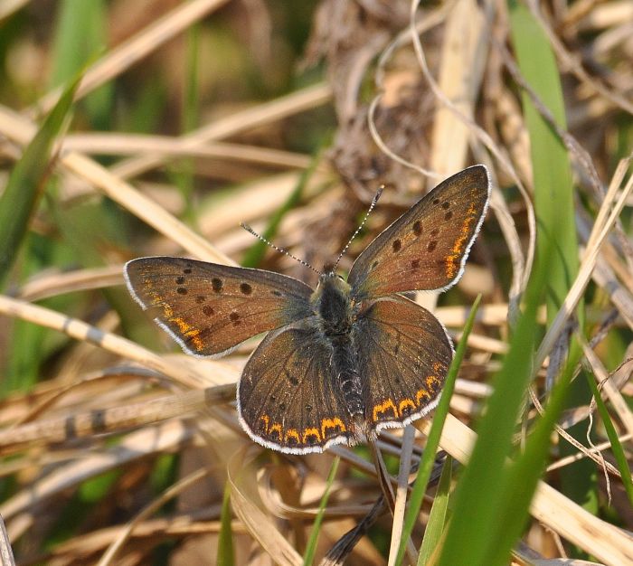 Lycaena tityrus