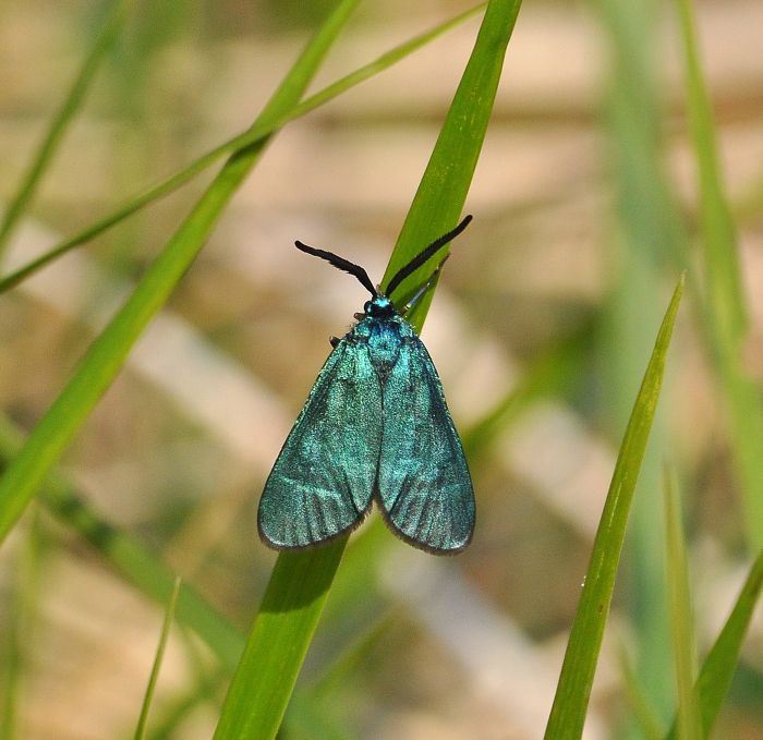 aiuto id.: Adscita mannii (Zygaenidae)