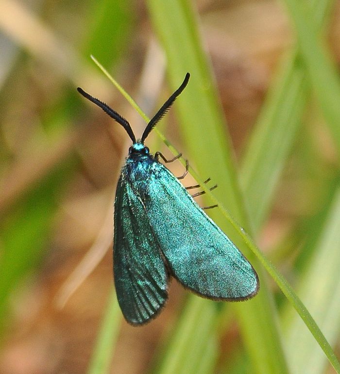 aiuto id.: Adscita mannii (Zygaenidae)