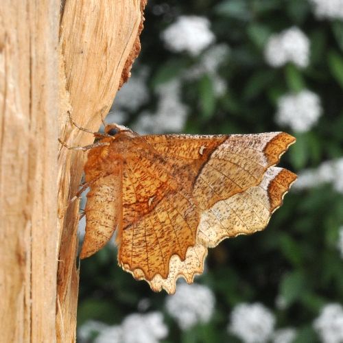 Selenia lunularia