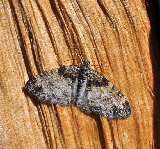 Lobophora halterata? S