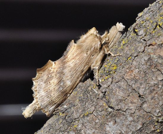 due belle - Phyllodesma tremulifolia e Pterostoma palpina