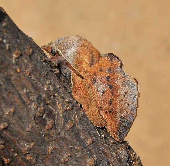 due belle - Phyllodesma tremulifolia e Pterostoma palpina