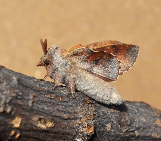 due belle - Phyllodesma tremulifolia e Pterostoma palpina