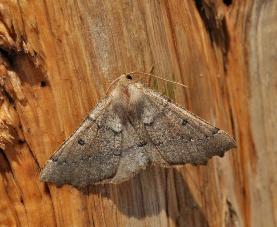 Odontopera bidentata - Geometridae