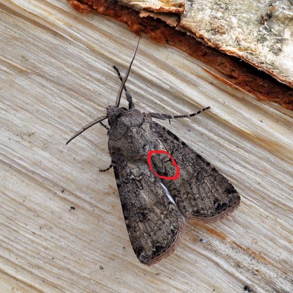 Aiuto id. Agrotis bigramma? No, Agrotis segetum - Noctuidae