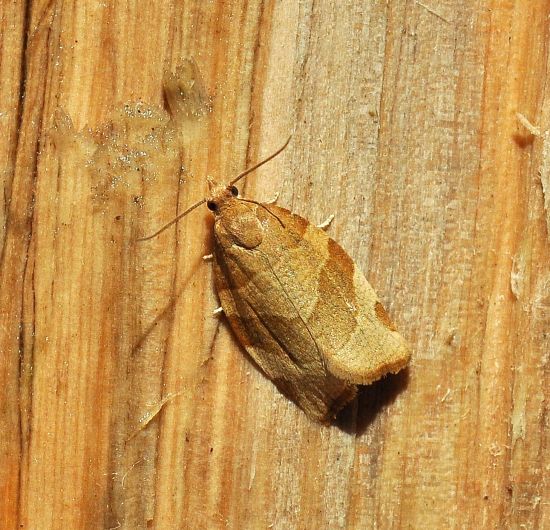 Pandemis cfr. cerasana e Archips podana (Tortricidae) e Elaphria venustula (Noctuidae)