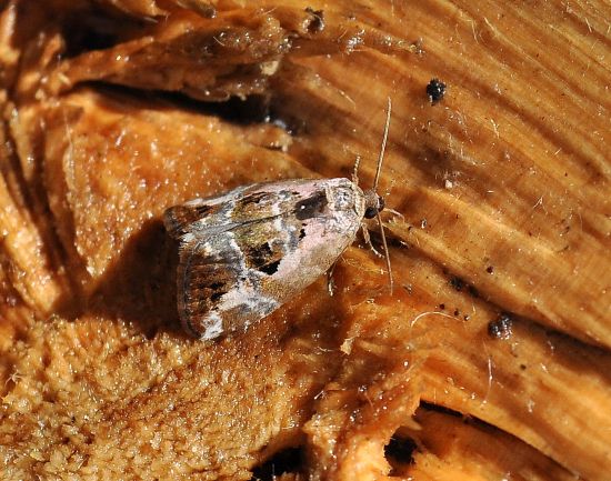 Pandemis cfr. cerasana e Archips podana (Tortricidae) e Elaphria venustula (Noctuidae)