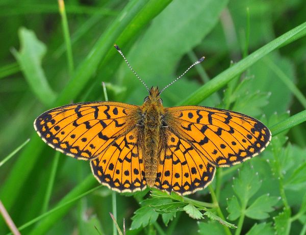 Clossiana selene ?    S, ma ora Boloria selene