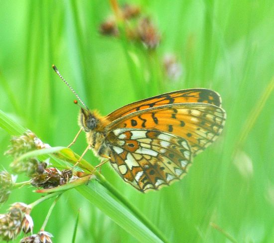 Clossiana selene ?    S, ma ora Boloria selene