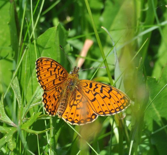 Clossiana selene ?    S, ma ora Boloria selene