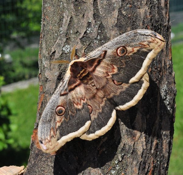 Saturnia pyri