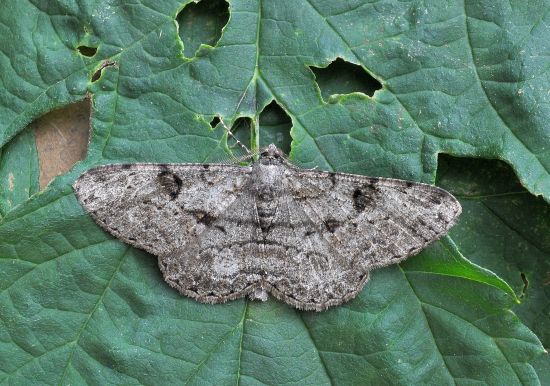 Geometridae: Peribatodes rhomboidaria ?  S !