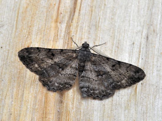 Geometridae: Peribatodes rhomboidaria ?  S !