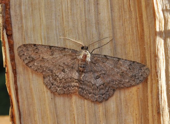 Hypomecis punctinalis e Cleora cinctaria