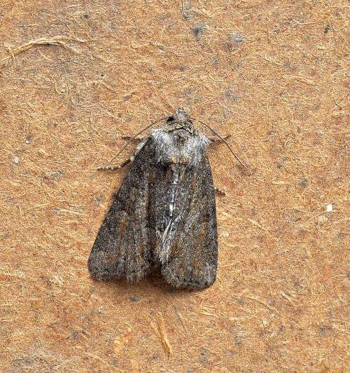 Noctuidae: Thalpophila matura