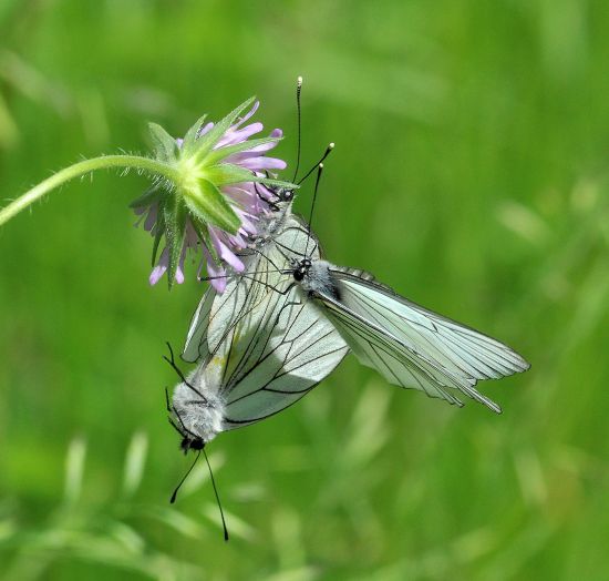 guardone - Aporia cartaegi...   Aporia crataegi