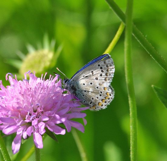 aiuto id. lycaenidae