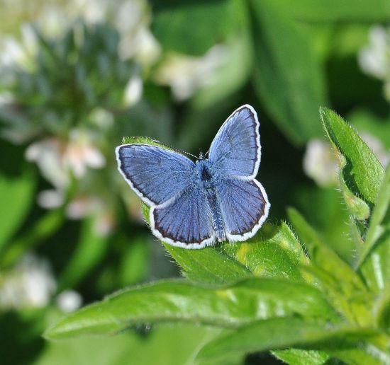 Plebejus idas?