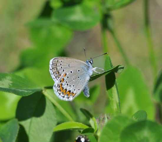 Plebejus idas?