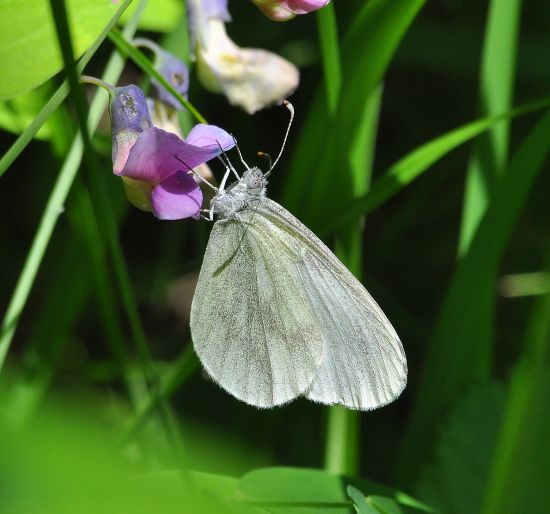 Leptidea sinapis