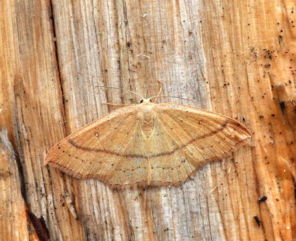 Geometridae: Cyclophora linearia