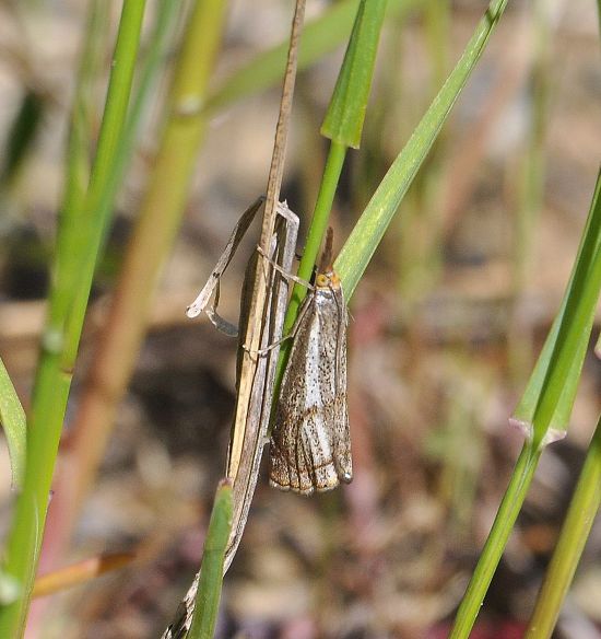 Crambidae:  Thisanotia chrysonuchella?  S !